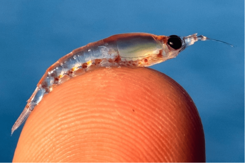 Krill vs. Fish: Which is better? – Krill Products