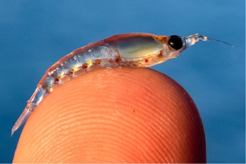Krill vs. Fish: Which is better?