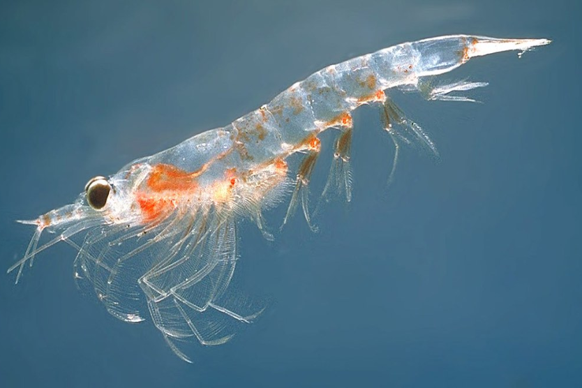 What Is Krill Meat And What Are Its Health Benefits?