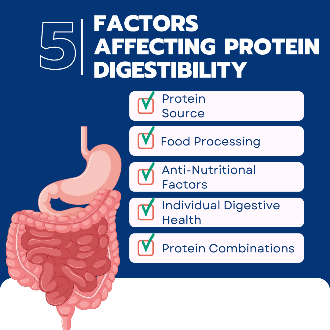 Five Factors Affecting Protein Digestibility