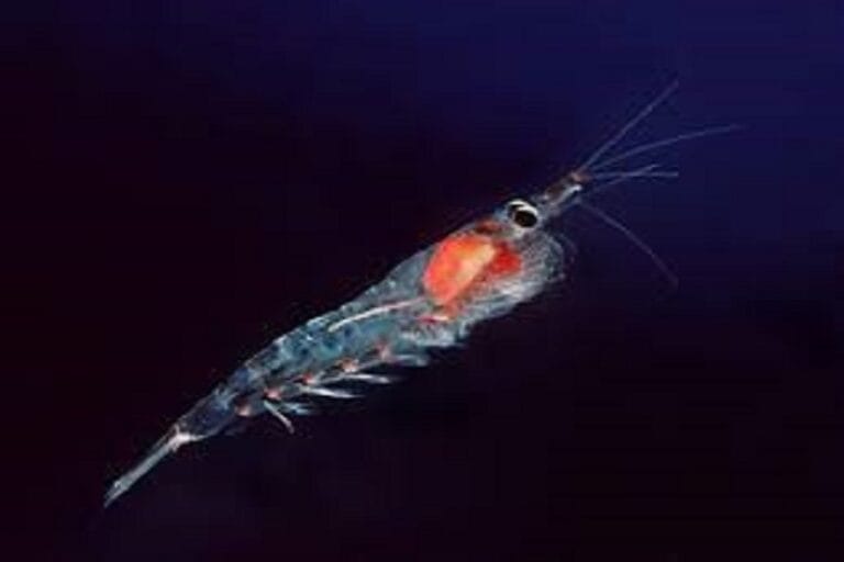 A Krill with bright red eyes navigates the ocean waters