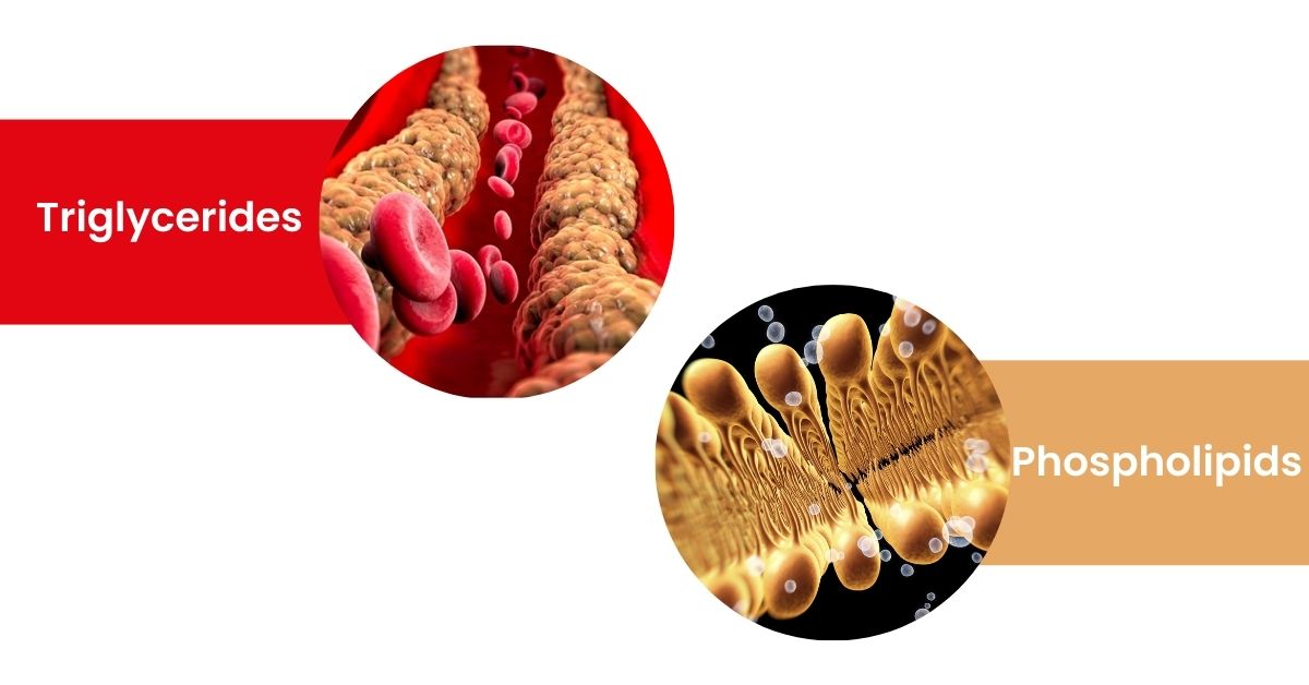 2 images of Triglycerides and Phospholipids