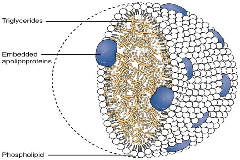 Understanding the Distinction: Triglycerides vs. Phospholipids