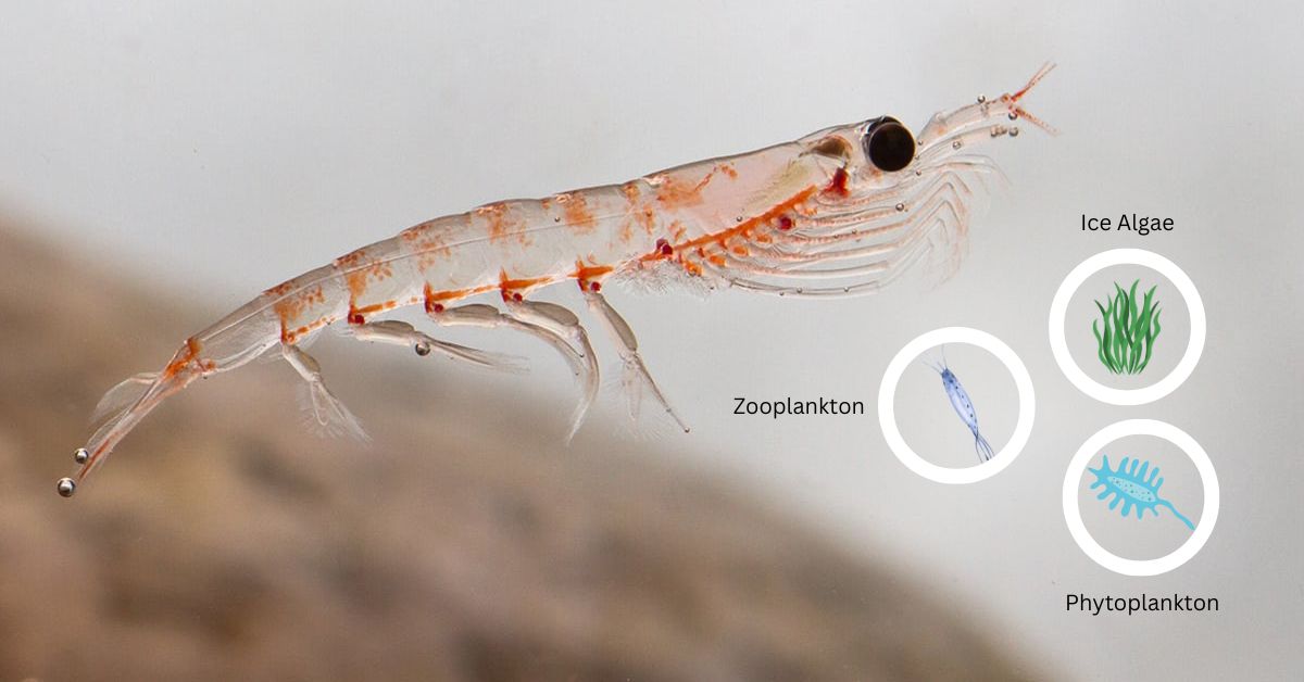 What Do Krill Eat