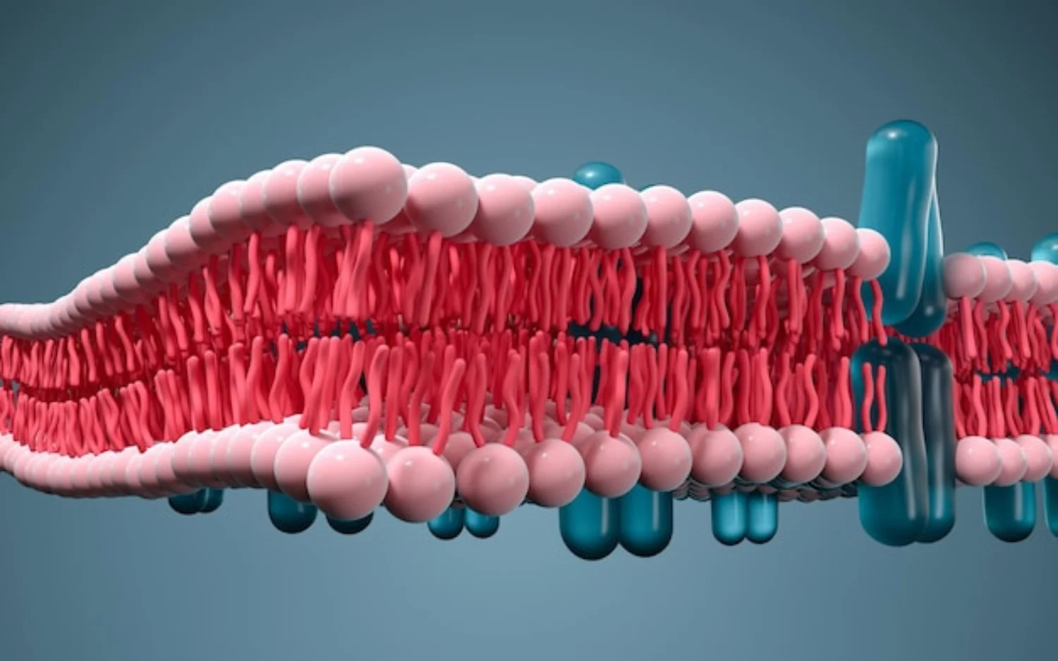 Detailed 3D visualization of a Phospholipids, highlighting its complex layers and biological significance. 