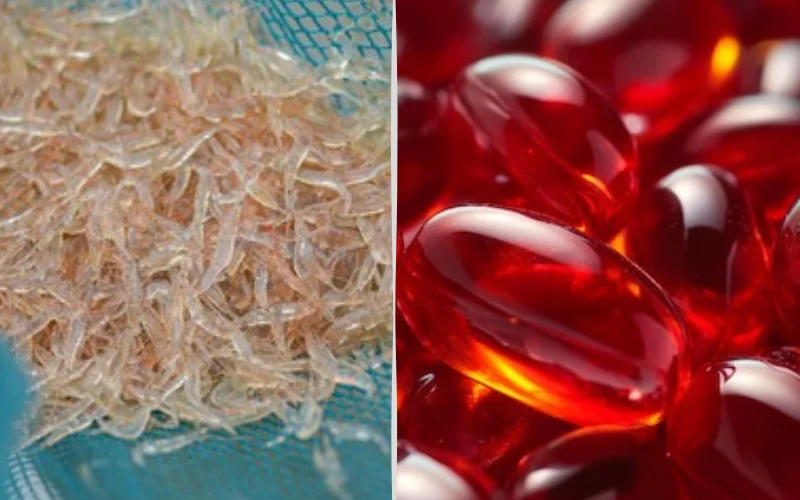 What Is Antarctic Krill Oil Good For