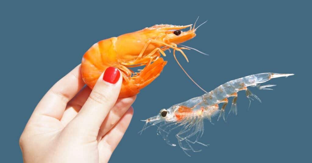 Are Krill and Shrimp the Same