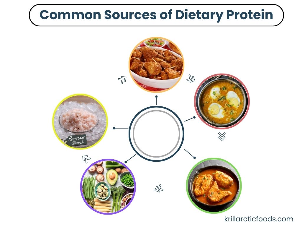 Common Sources of Dietary Protein