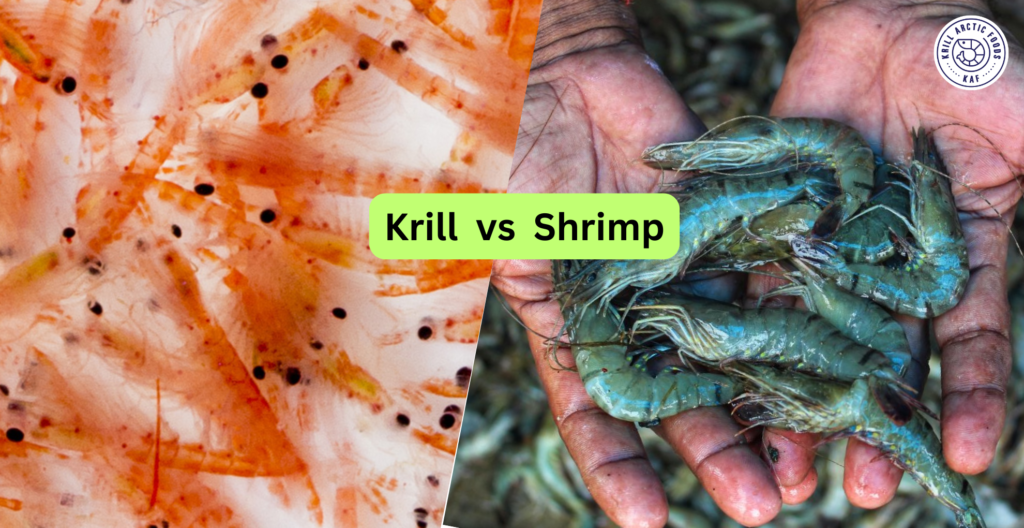 Krill vs Shrimp