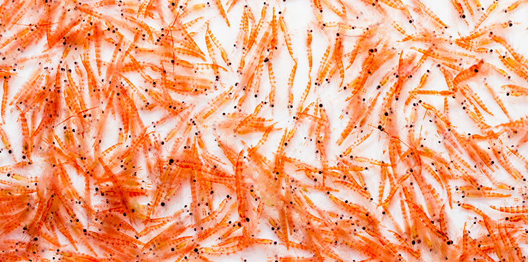 raw-krill