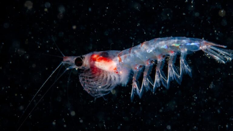 A krill in ocean