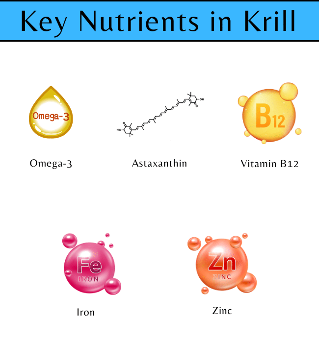 Key Nutrients in Krill