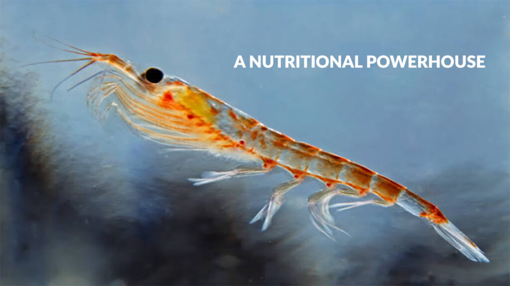 Krill: The Ocean’s Hidden Treasure – A Nutritional Powerhouse