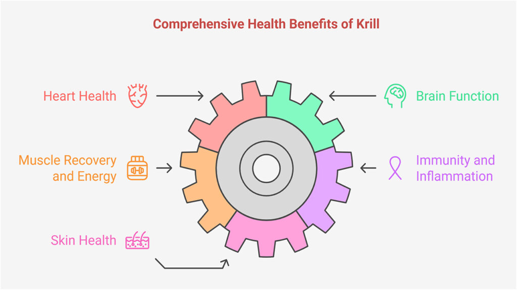 Health Benefits of Including Krill in Your Diet