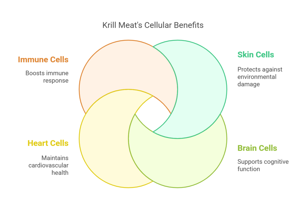 How Krill Meat Protects Different Cell Types