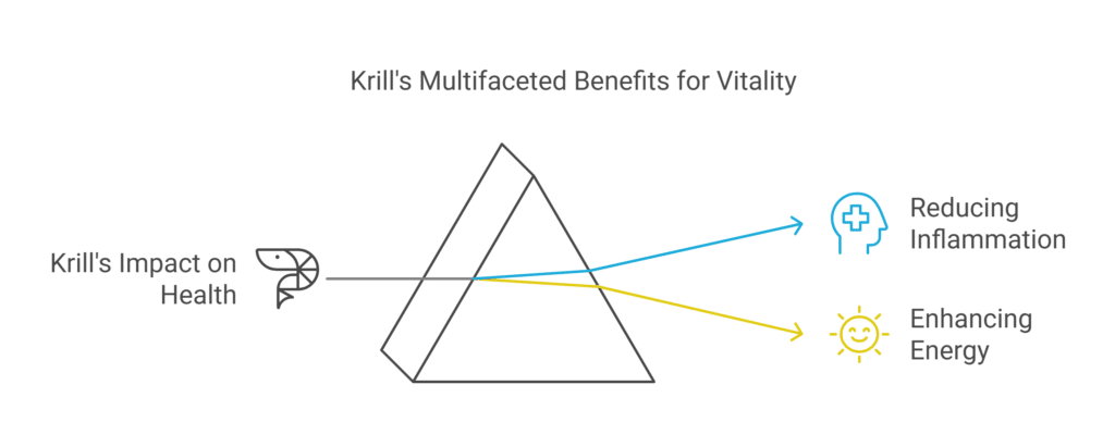 How Krill Supports Longevity and Overall Vitality