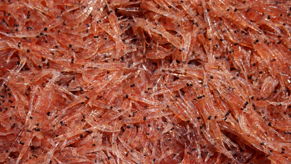 The Future of Seafood: Krill as a Key Player