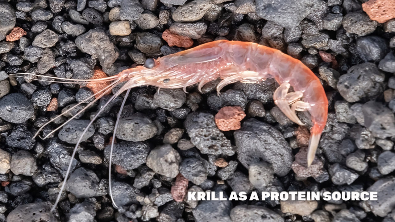 Why Krill Is the Protein of Tomorrow