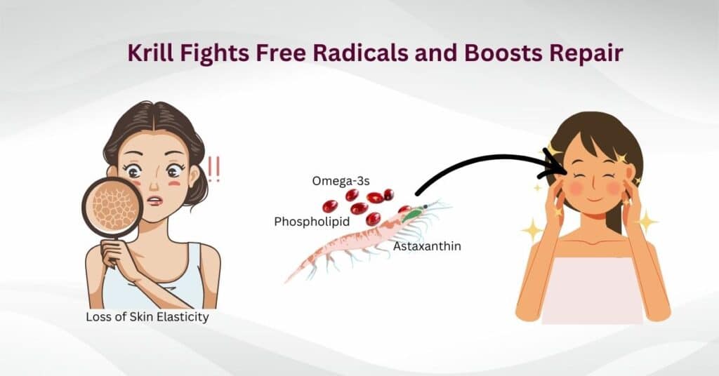 Loss of Skin Elasticity? Krill Fights Free Radicals and Boosts Repair