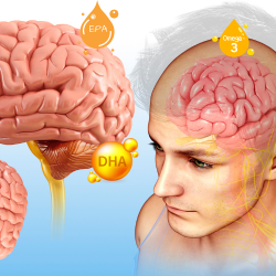 Omega-3 Fatty Acids: The Foundation of Brain Health