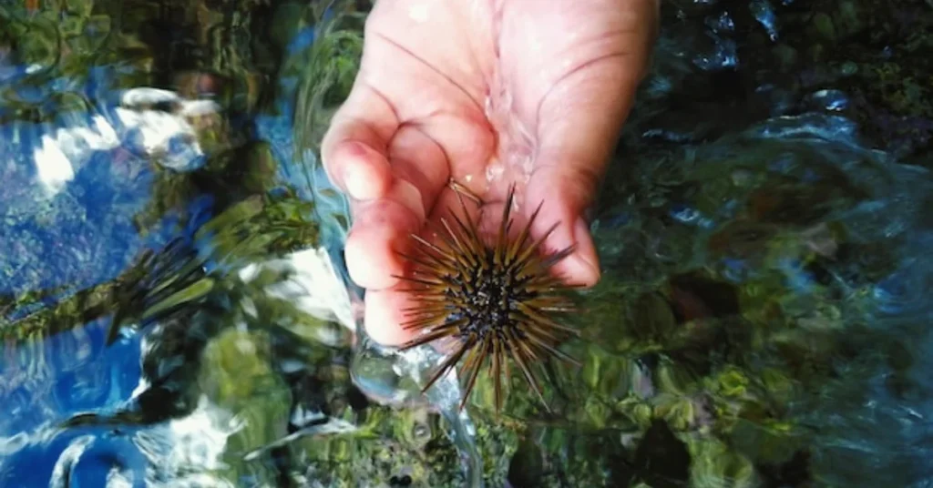 A person gently holds a sea urchin in their hand.