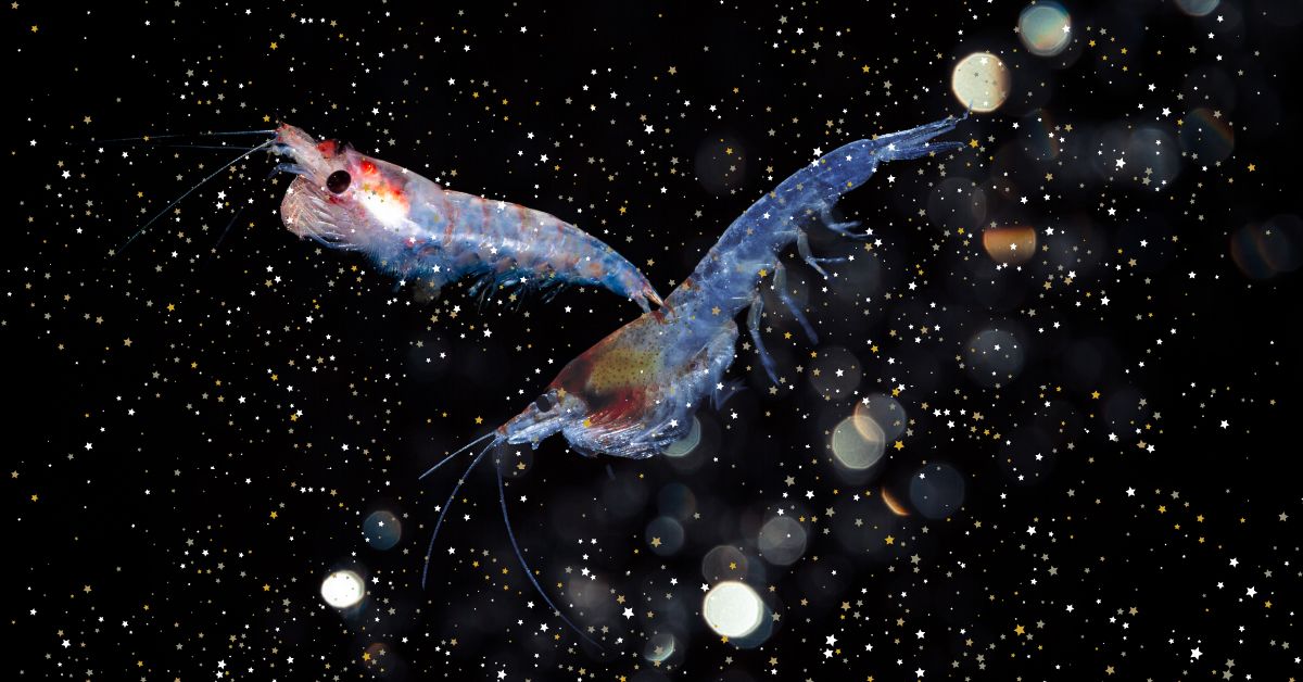 The Birth of Krill: A Story from Antarctica