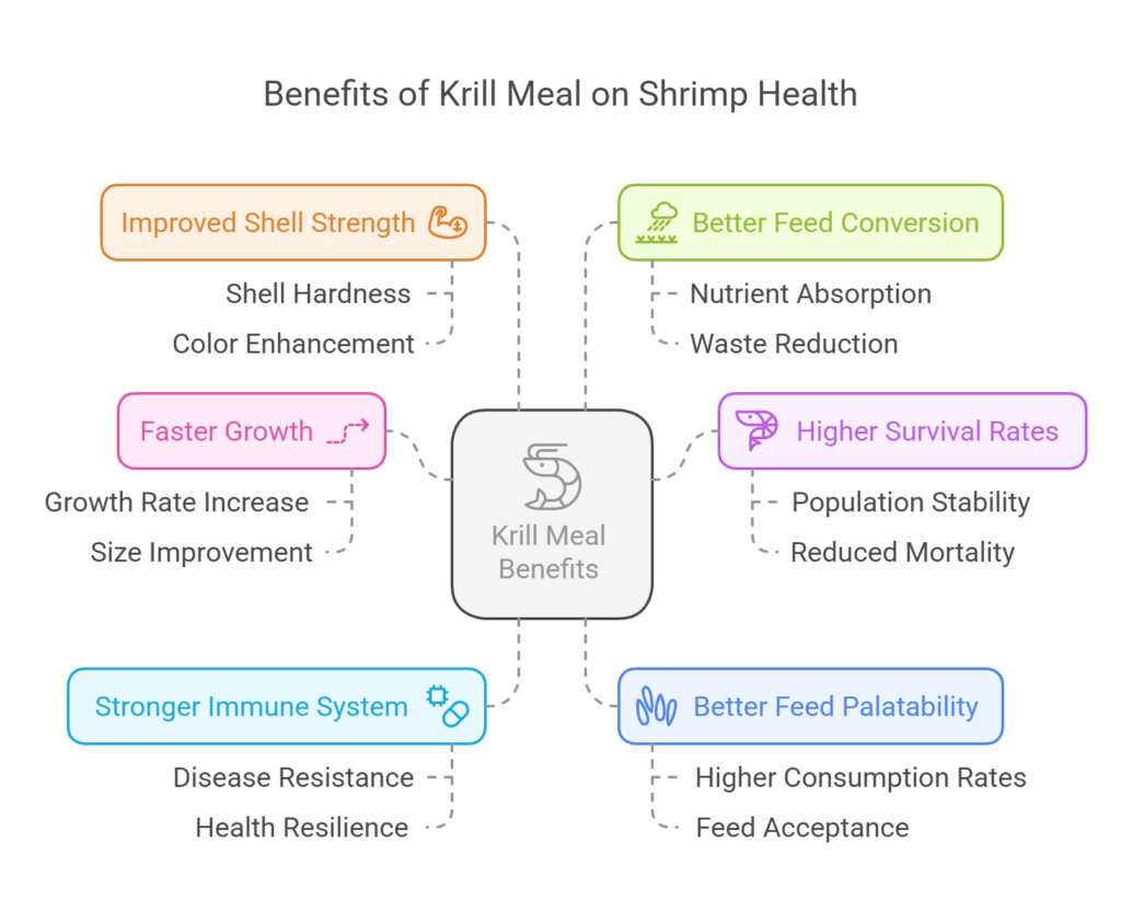 The Impact of Krill Meal on Shrimp Health and Growth