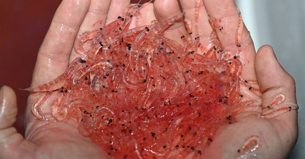 The Need for Sustainable Krill Harvesting