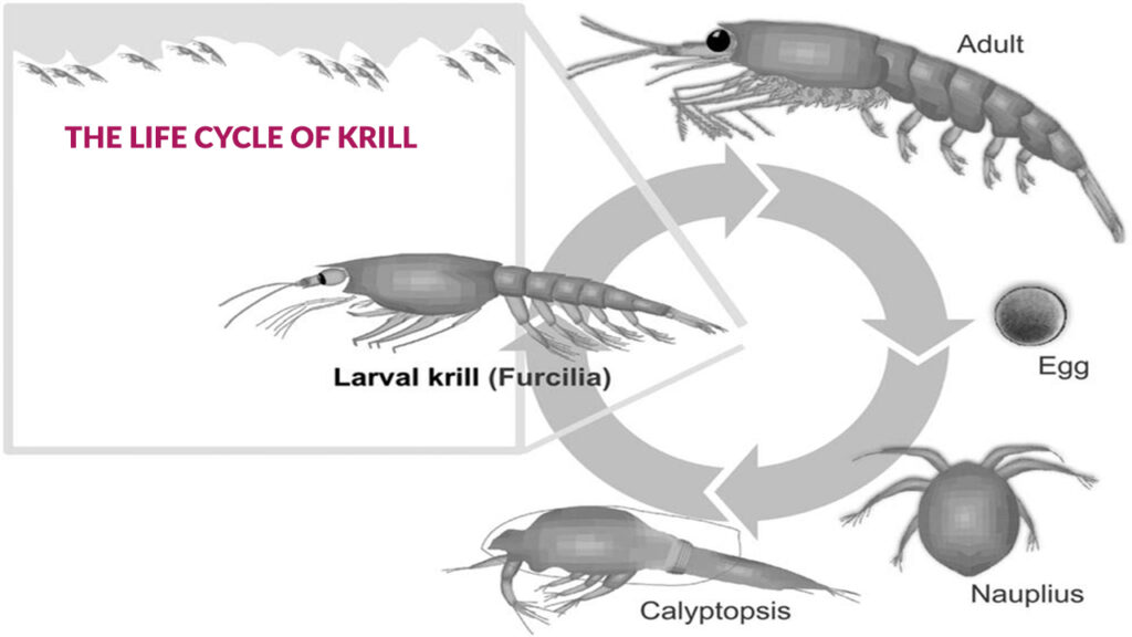 The Life Cycle of Krill