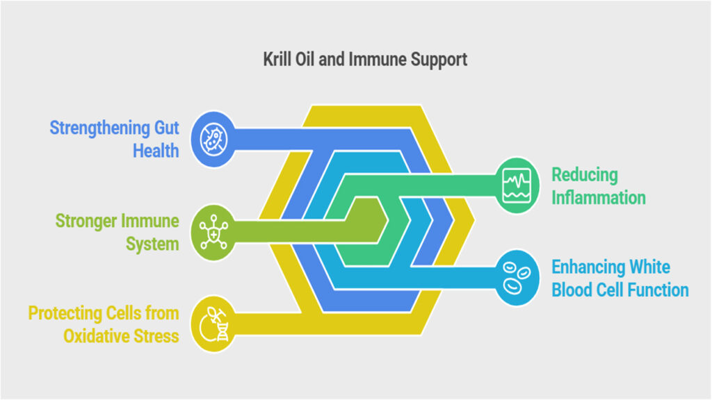 How Krill Oil Strengthens the Immune System