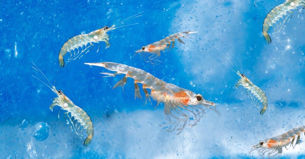 What Makes Krill a Unique Superfood?