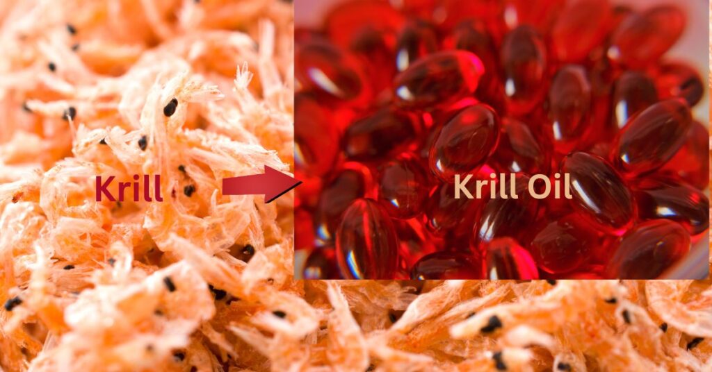 What is Krill Oil?