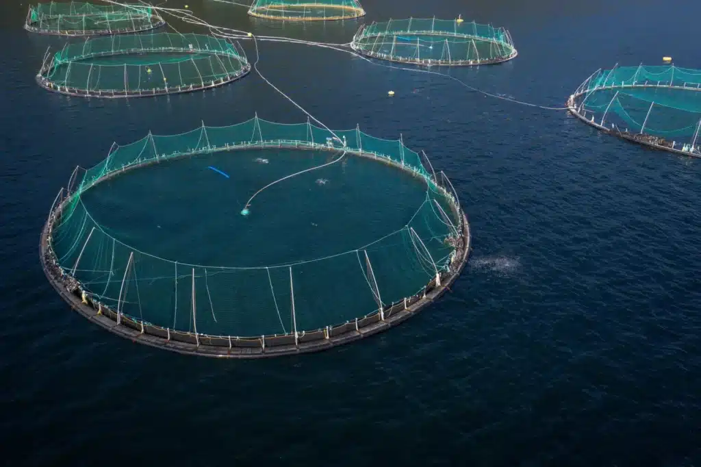 Processed into fishmeal, Antarctic krill ends up on the other side of the world in salmon farms like this one in Norway's Hardangerfjord. Image by Nathalie Bertrams.