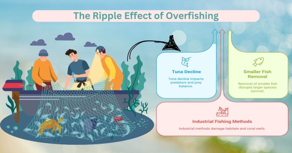 The Impact of Overfishing on Ocean Ecosystems