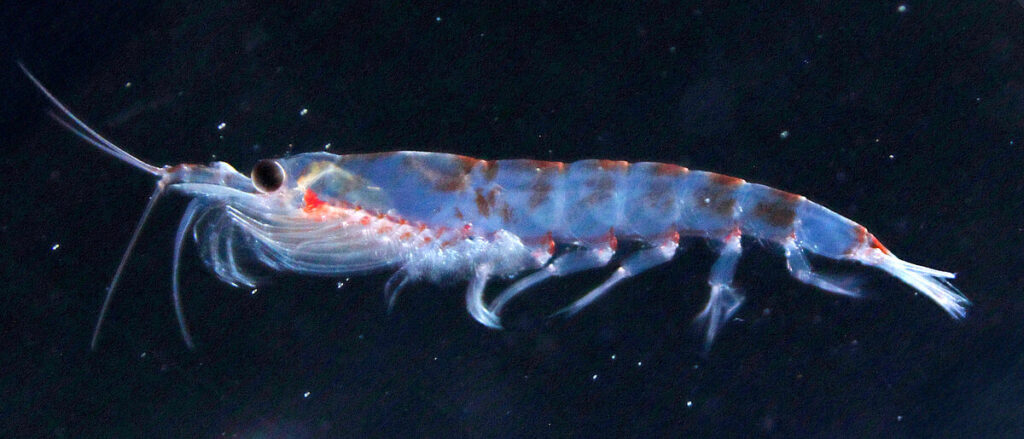 Krill