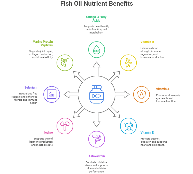 Fish Oil Nutrient Benefits Diagram: Central bottle surrounded by Omega-3, Vitamin D, Astaxanthin, and other nutrients, highlighting heart health, brain function, immunity, and skin elasticity.