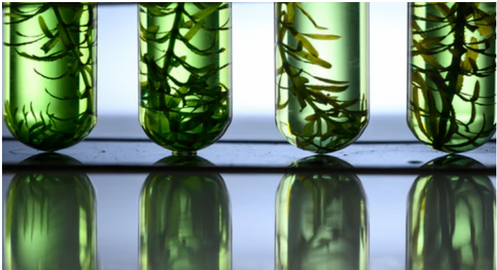 algae oil
