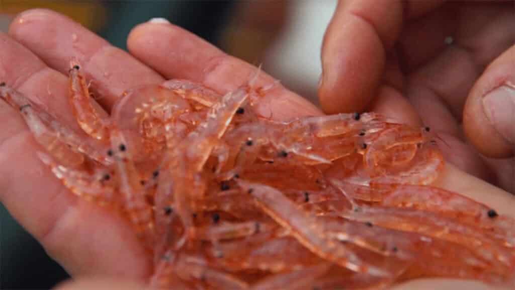 Krill Fun Facts: Cluster of translucent pink krill in human palms, showcasing delicate legs and marine food chain importance.