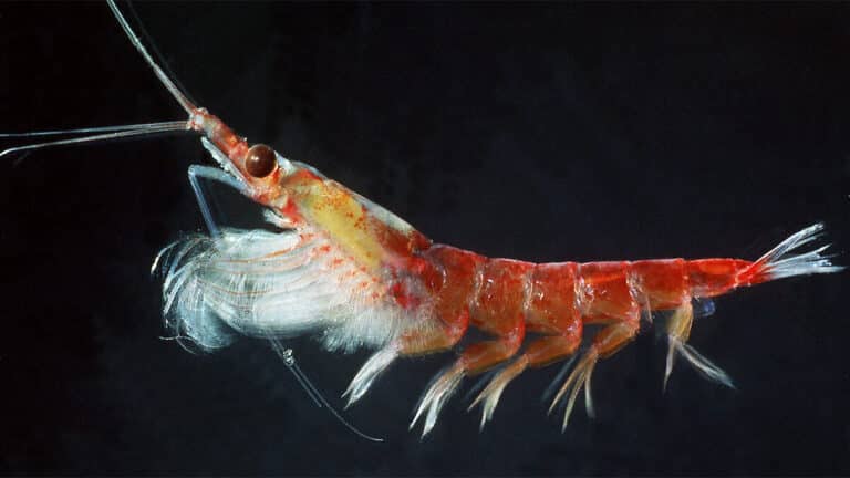 Krill Fun Facts: Translucent krill with red accents, highlighting antennae, legs, and key marine ecosystem role.